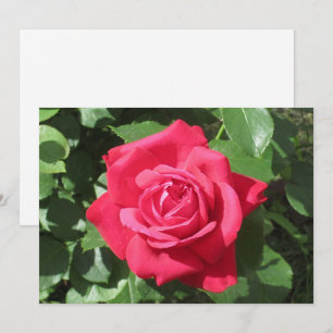 Rote Rose Feiertagskarte
