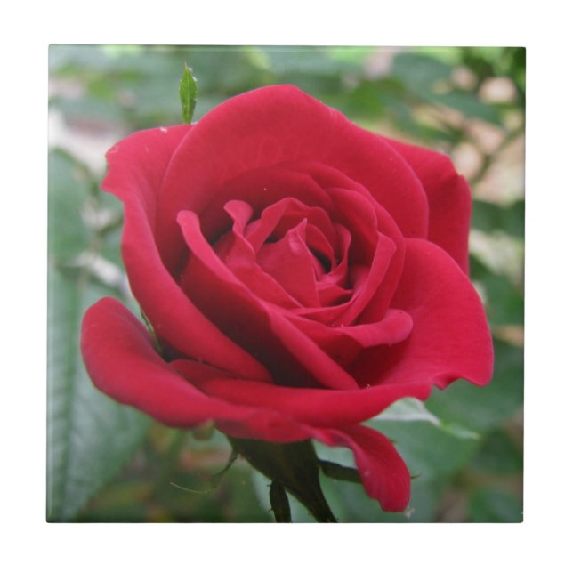 Rote Rose Fliese (Vorderseite)