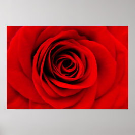 Rote Rose Floral Poster