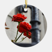 Rote Rose Flower Garden Gate New York Fotografie