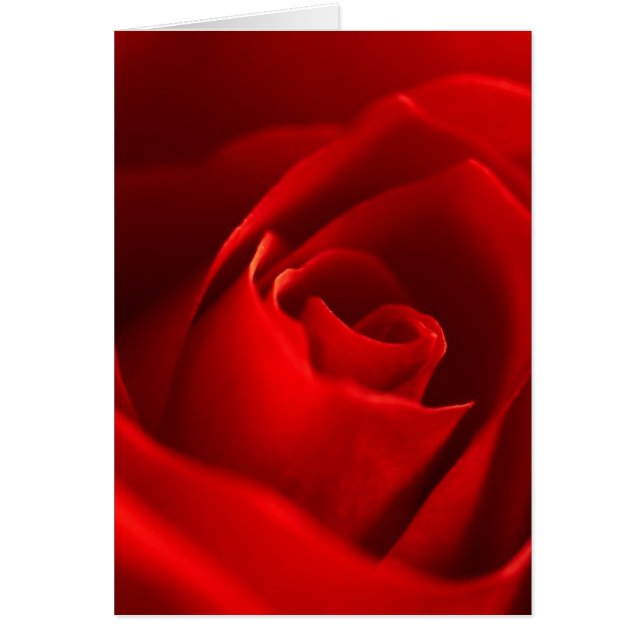 Rote Rose Foto (Vorne)