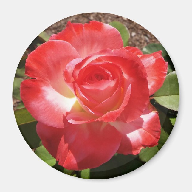 Rote Rose Foto Circle Magnet (Vorne)
