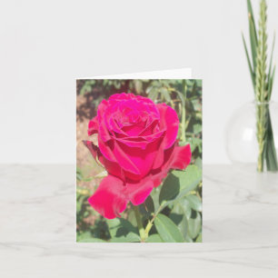 Rote Rose Foto Faltschachtel