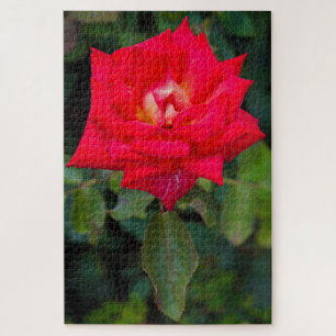 Rote Rose Foto Jigsaw Puzzle