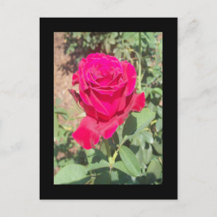 Rote Rose Foto Postkarte