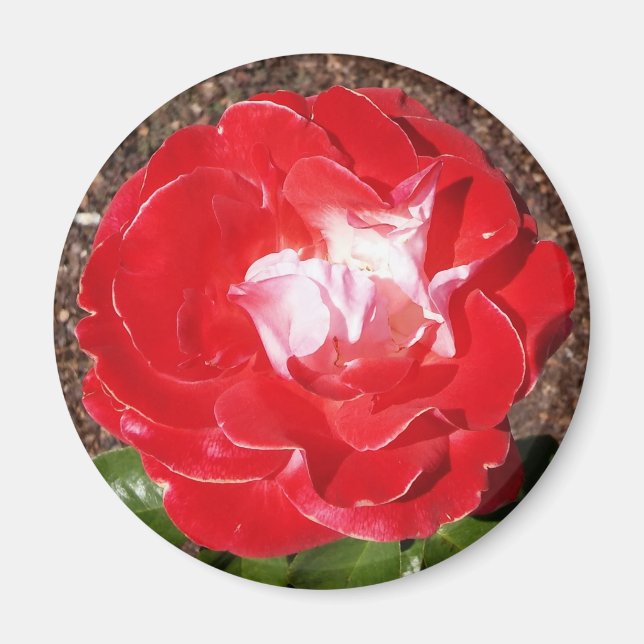 Rote Rose Foto Round Magnet (Vorne)