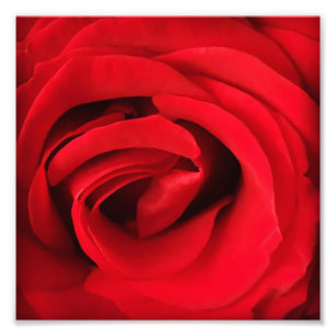 Rote Rose Fotodruck