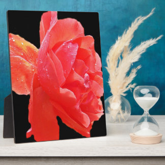 Rote Rose Fotoplatte