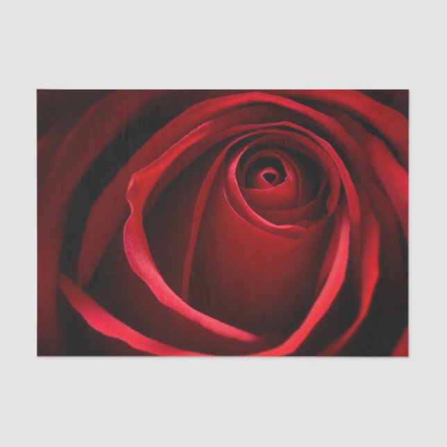 Rote Rose für das 10lb-Gewebepapier, weiß Seidenpapier (Vorderseite)