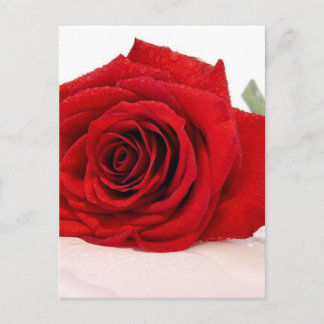 Rote Rose für langes Stechen Postkarte