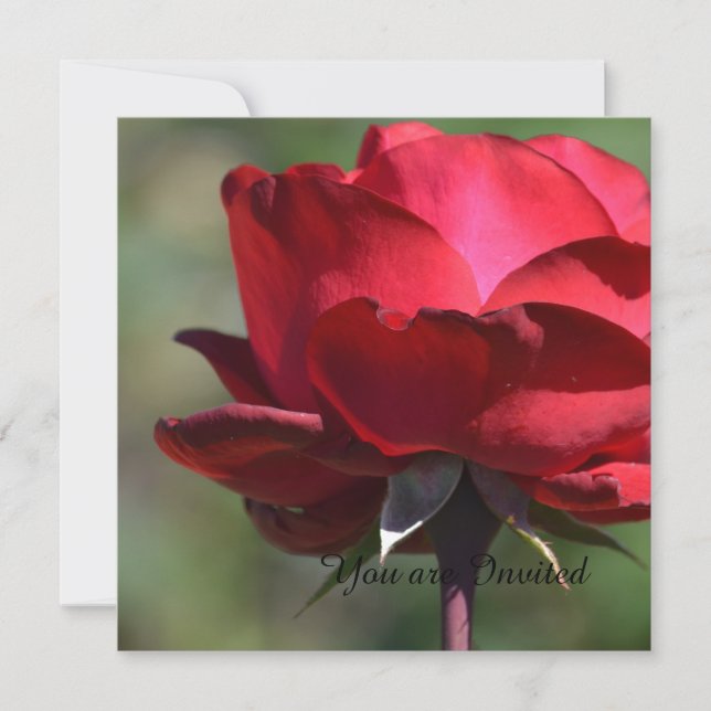 Rote Rose Geburtstag Einladung (Vorderseite)