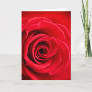 Rote Rose gefaltete Karte