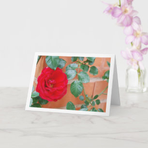 Rote Rose gegen Backsteinmauer Karte