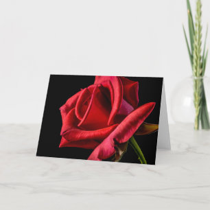 Rote Rose gegen schwarzen Hintergrund Karte