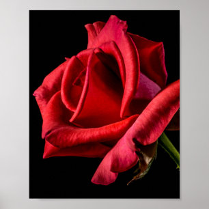 Rote Rose gegen schwarzen Hintergrund Poster