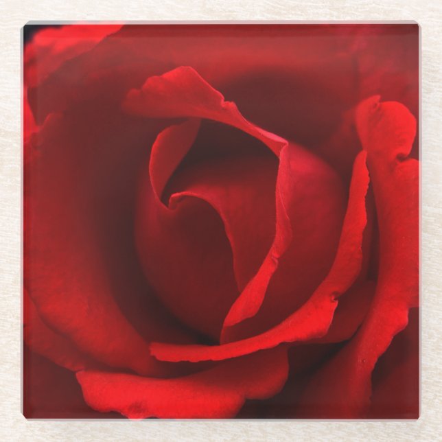 Rote Rose Glasuntersetzer (Vorderseite)