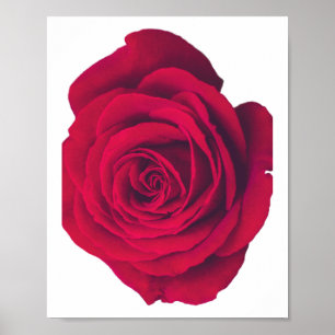 Rote Rose große Facing Verlassen Poster