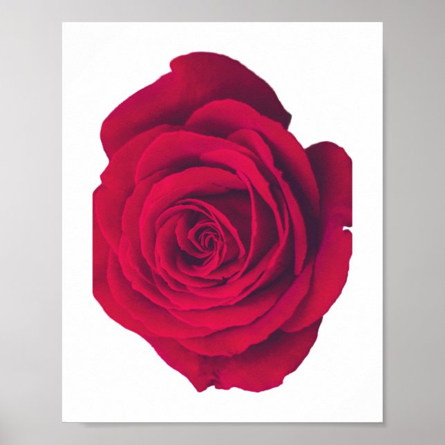 Rote Rose große Facing Verlassen Poster (Vorne)