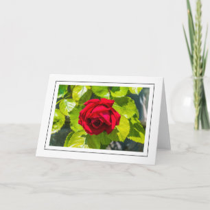 Rote Rose Grußkarte Karte