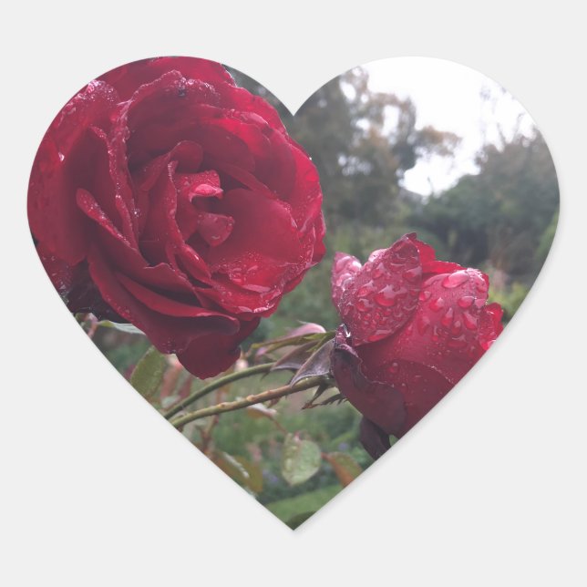 Rote Rose Herz-Aufkleber (Vorderseite)