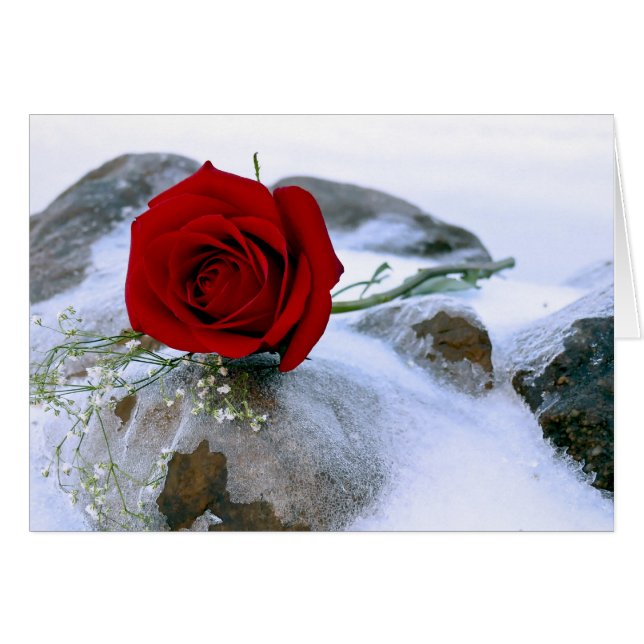 Rote Rose im Schnee (Vorderseite (Horizontal))