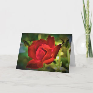 Rote Rose, Karte