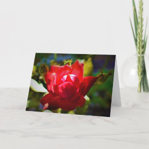 Rote Rose, Karte