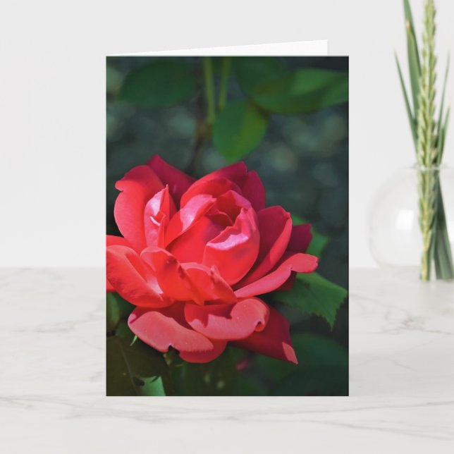 Rote Rose, Karte (Vorderseite)