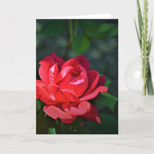rote Rose, Karte