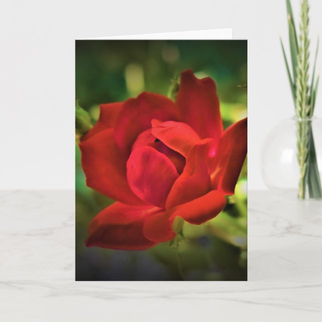 Rote Rose, Karte (Vorderseite)