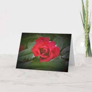 rote Rose, Karte