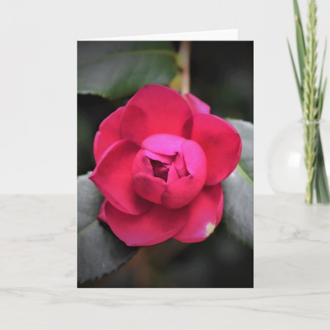 Rote Rose, Karte (Vorderseite)