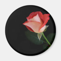 Rote Rose Kühlschrankmagnet