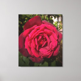 Rote Rose Leinwanddruck