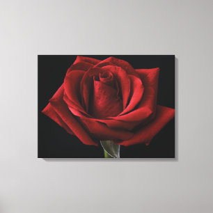 Rote Rose Leinwanddruck