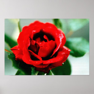 Rote Rose Liebe Poster