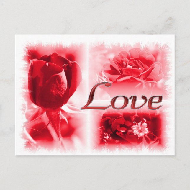 rote Rose Liebe Trio Postkarte (Vorderseite)
