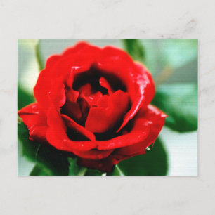 Rote Rose Liebe Vielen Dank Postkarte