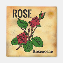 Rote Rose Linienkunst im Stil von gealtertem Papie