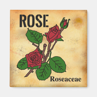 Rote Rose Linienkunst im Stil von gealtertem Papie Magnet