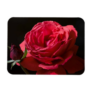 Rote Rose Magnet
