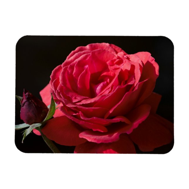 Rote Rose Magnet (Horizontal)