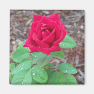 Rote Rose Magnet