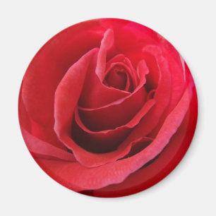 Rote Rose Magnet
