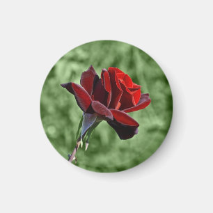 Rote Rose Magnet