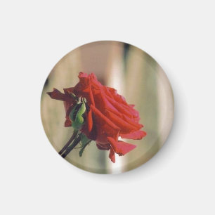 Rote Rose Magnet