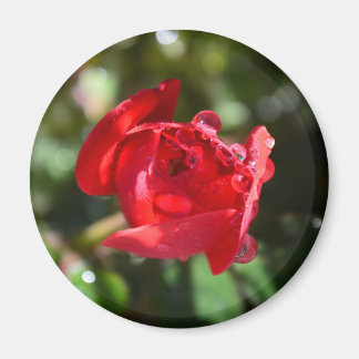 Rote Rose Magnet