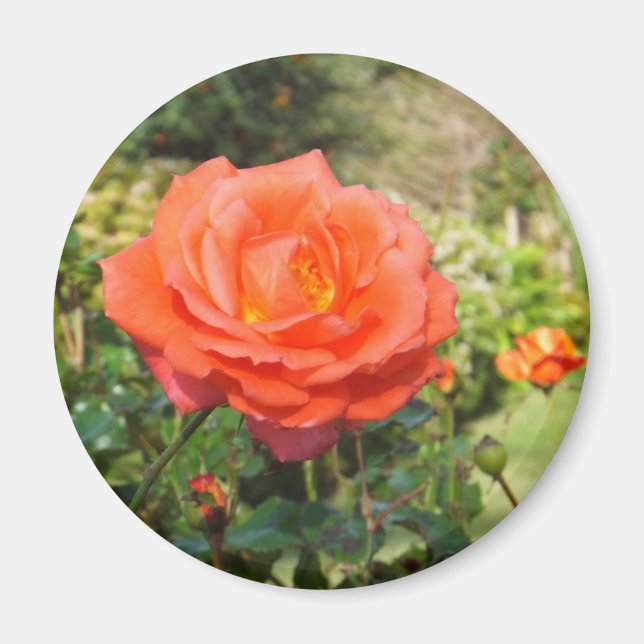 Rote Rose-Magnet Magnet (Vorne)