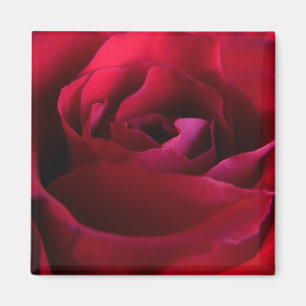 Rote Rose Magnete Rosa Geschenke Keepake Dekoratio
