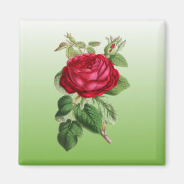 Rote Rose mit Farbverlauf Magnet